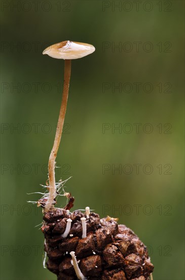 Conifercone Cap