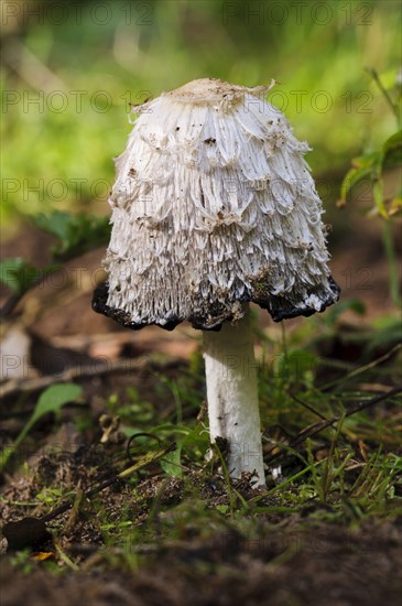 Shaggy Ink Cap