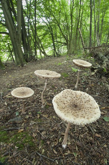 Slender Parasol