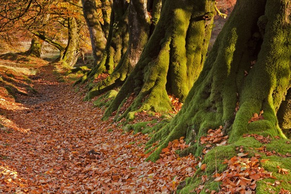 Common beech