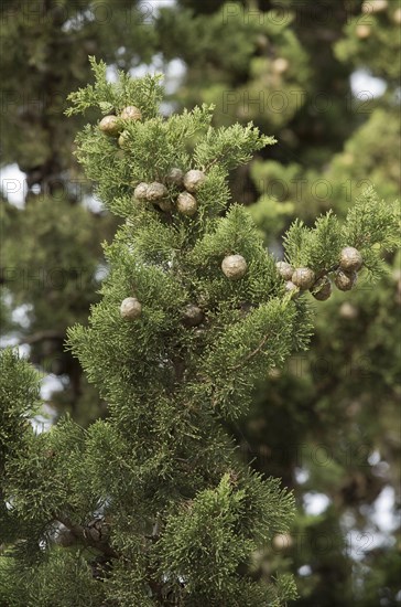 Mediterranean Cypress