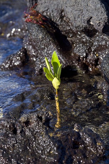 Red mangrove seedling