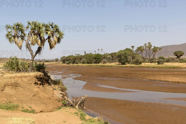 View of an almost dry river in a semi-desert dry savannah habitat with the Doum palm