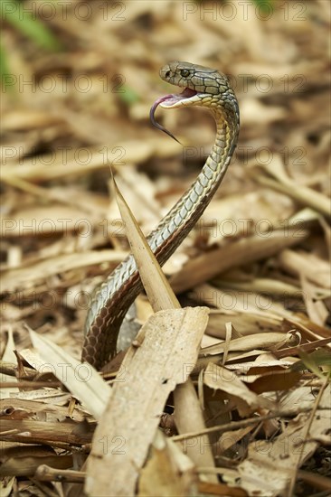 King cobra