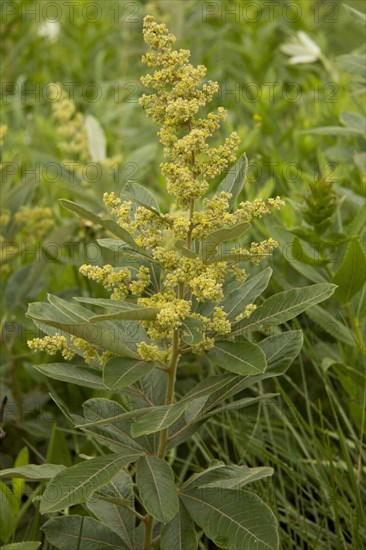 Grassveld Currant