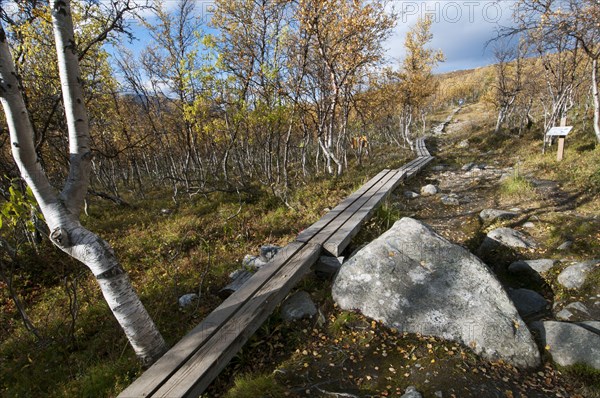 Boardwalk leading through birch forest to summit of fell