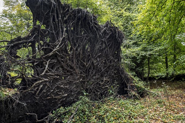 Uprooted copper beech