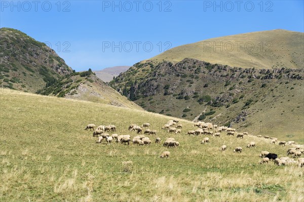 Grazing sheep