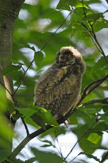 Long-eared owl