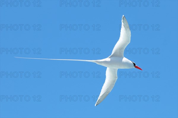 Red-billed Tropic Bird