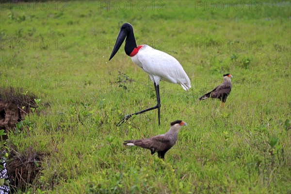 Jabiru