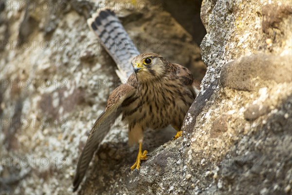 European Kestrel