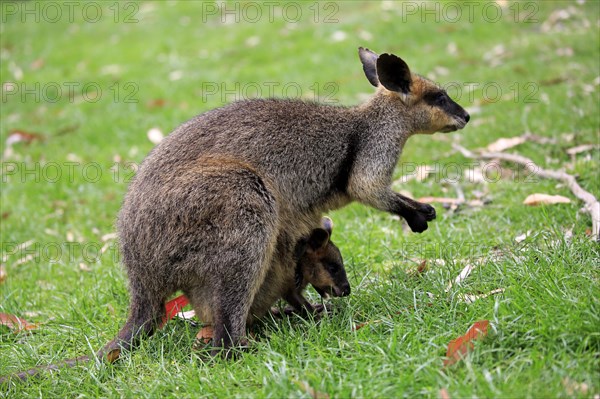 Agile wallaby