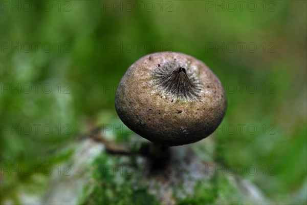 Comb earth star