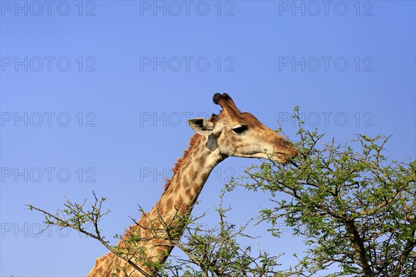 Southern giraffe