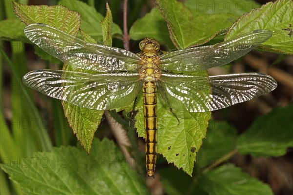 Black Tail Skimmer