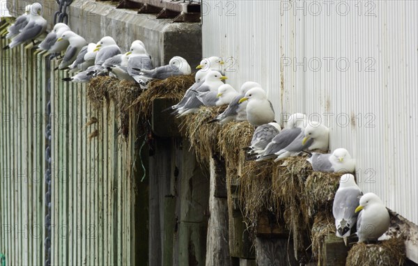 Larus tridactylus