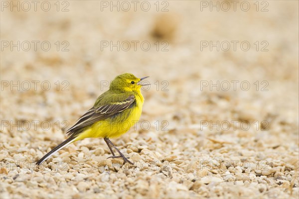 Yellow wagtail