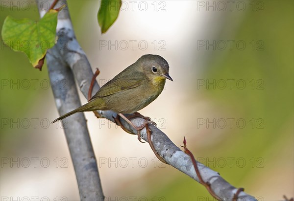 Yellow-headed warbler