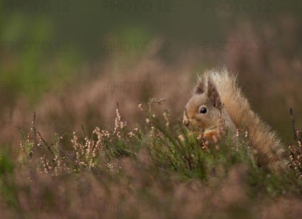 Eurasian red squirrel