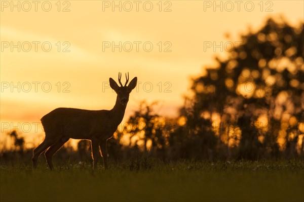 Western Roe european roe deer