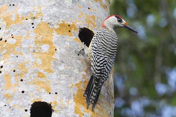 West Indian Woodpecker