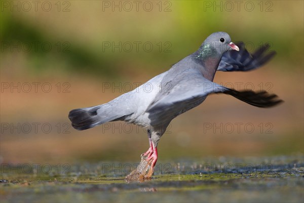 Stock Dove