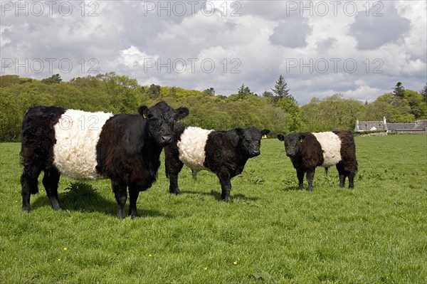 Domestic cattle