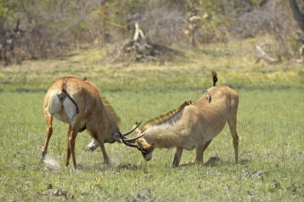 Roan Antelope