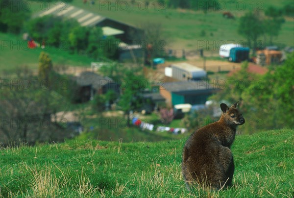 Red-necked Wallaby