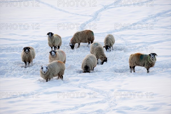 Domestic sheep