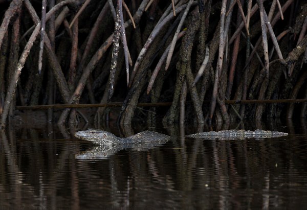 Southeast Asian water monitor