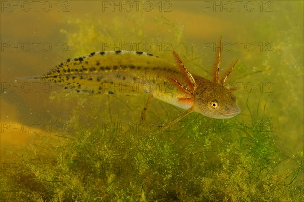 Italian Crested Newt