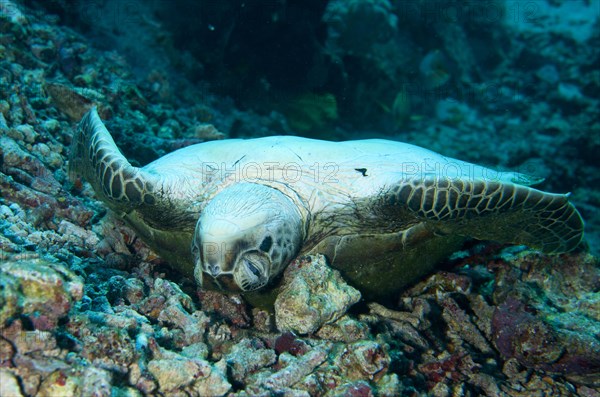 Green Turtle