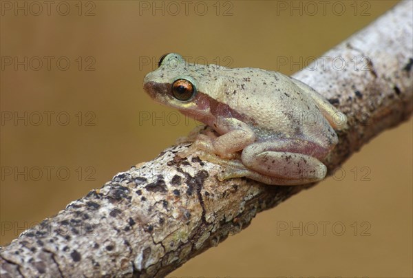 Treefrog