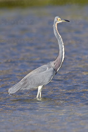 Tricolored heron