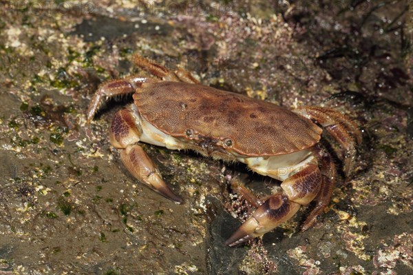 Edible crab