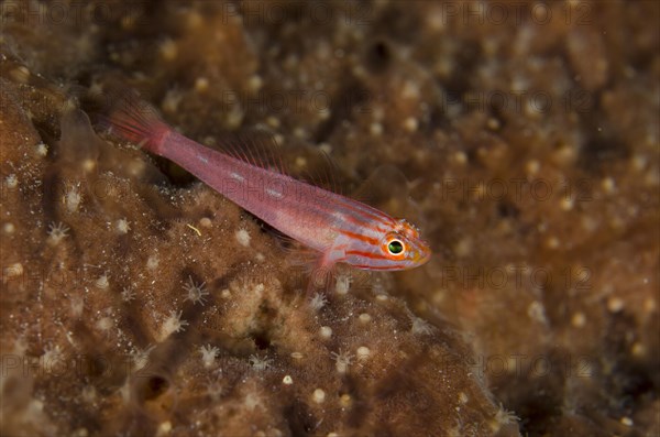 Stripedhead Dwarfgoby