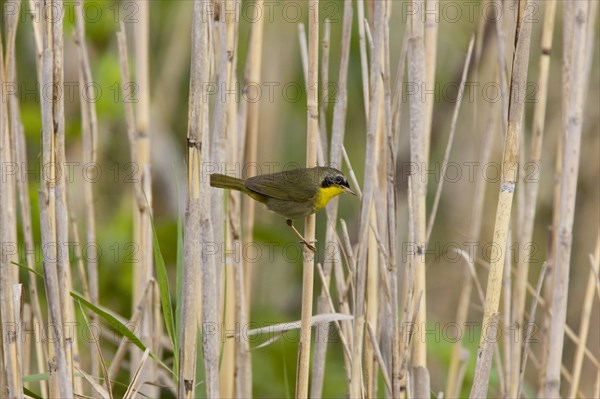 Common Yellowthroat