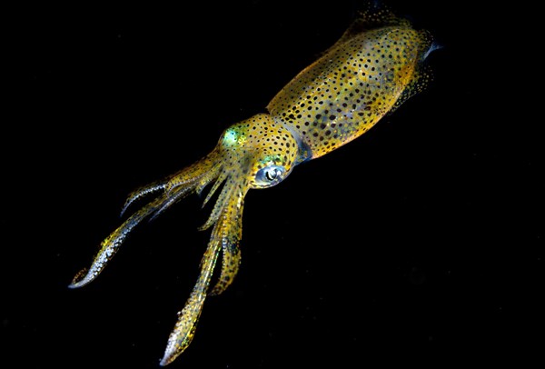 Bigfin reef squid