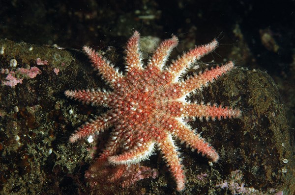 Common common sunstar