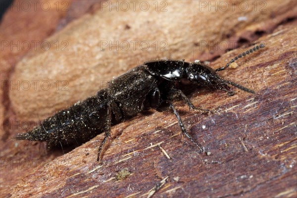 Rove Beetle