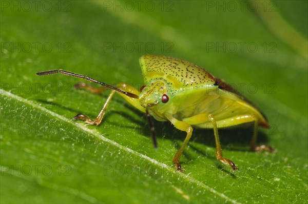 Variegated Leaf bow