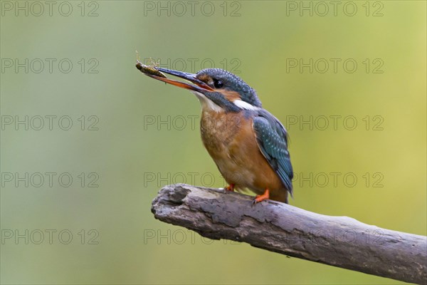 Common Kingfisher