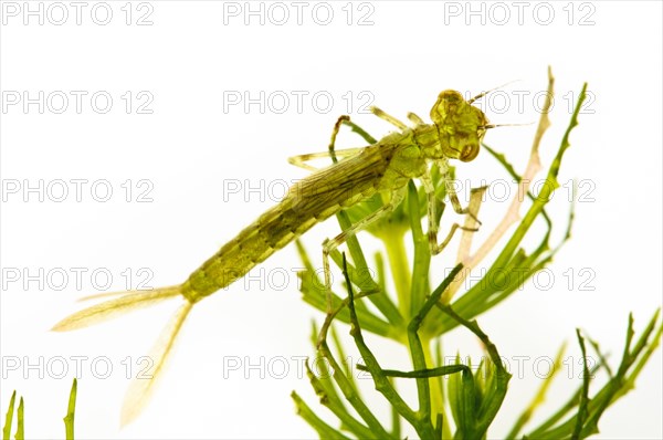 Blue blue-tailed damselfly