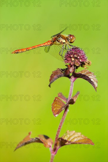 Common common darter