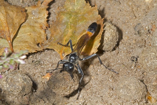 Common Sand Wasp