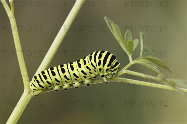 Swallowtail