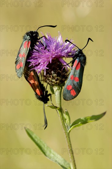 Six-spotted Burnet