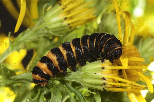 Cinnabar moth